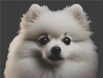 (image for) White Pomeranian